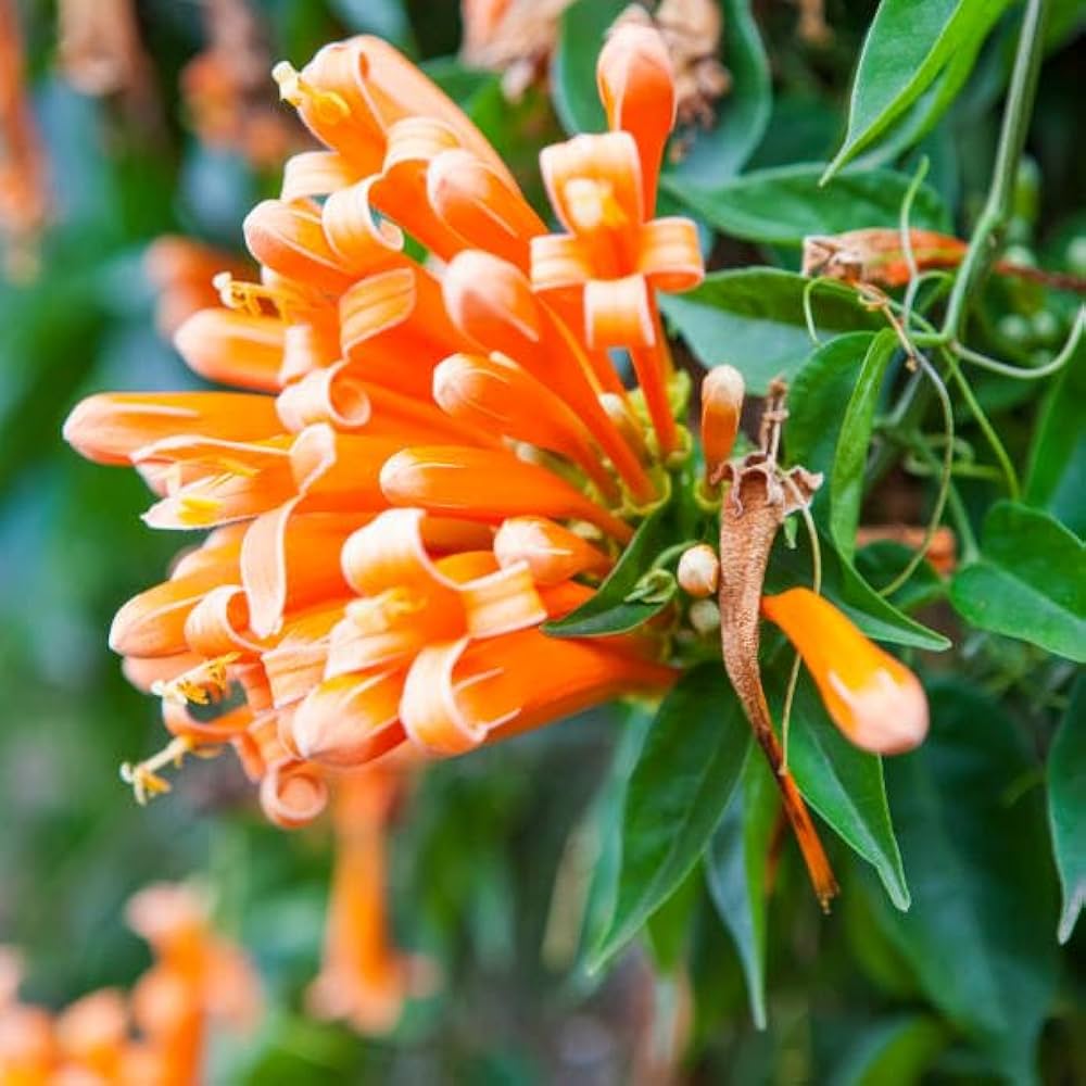 Lonicera Ciliosa Flower seeds blooming in flower beds, containers, borders, and pollinator-friendly gardens
