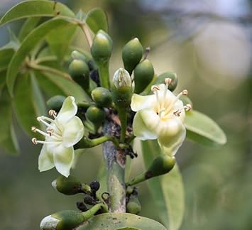 Pentandra Flower seeds blooming in flower beds, containers, borders, and pollinator-friendly gardens