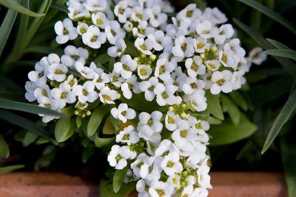 Alyssum Lobularia Flower seeds for Planting - Low Maintenance, Heirloom & GMO Free Seeds for Home Garden