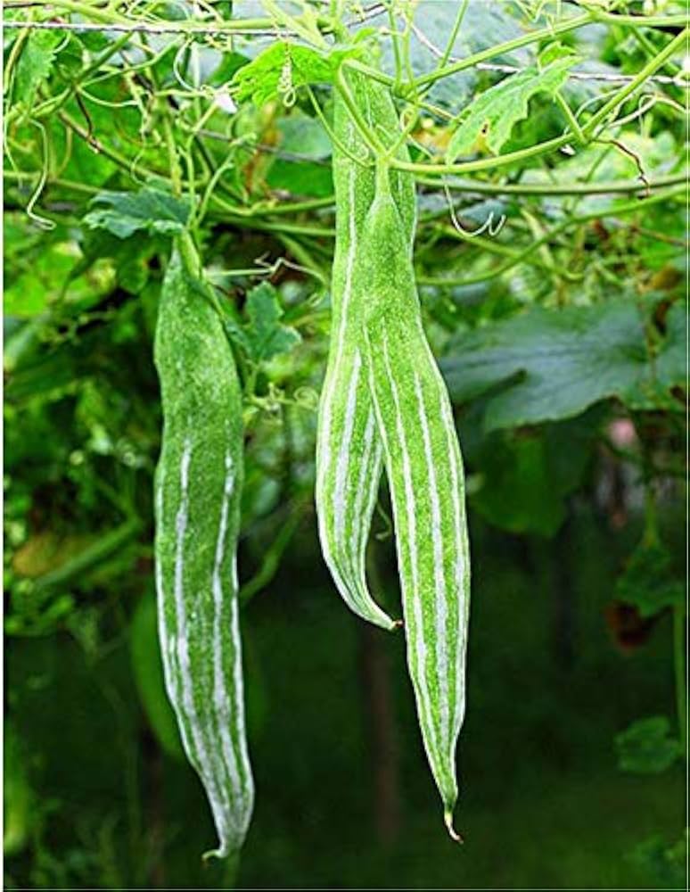 Snake Gourd Trichosanthes cucumerina Seeds for Planting vegetable patch urban garden