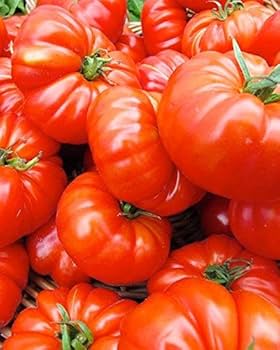 Pink Berkeley Vegetable Seeds for Planting
