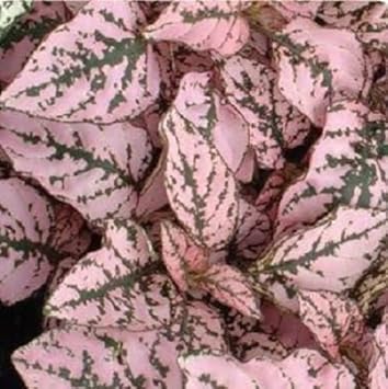 Pink Hypoestes Splash Flower seeds blooming in flower beds, containers, borders, and pollinator-friendly gardens
