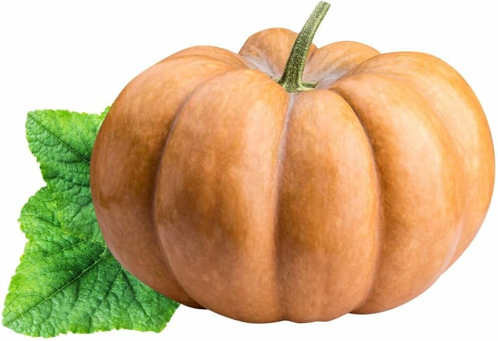Galeux d'Eysines Pumpkin Seeds for Planting Cucurbita maxima for vegetable patches and fall gardens