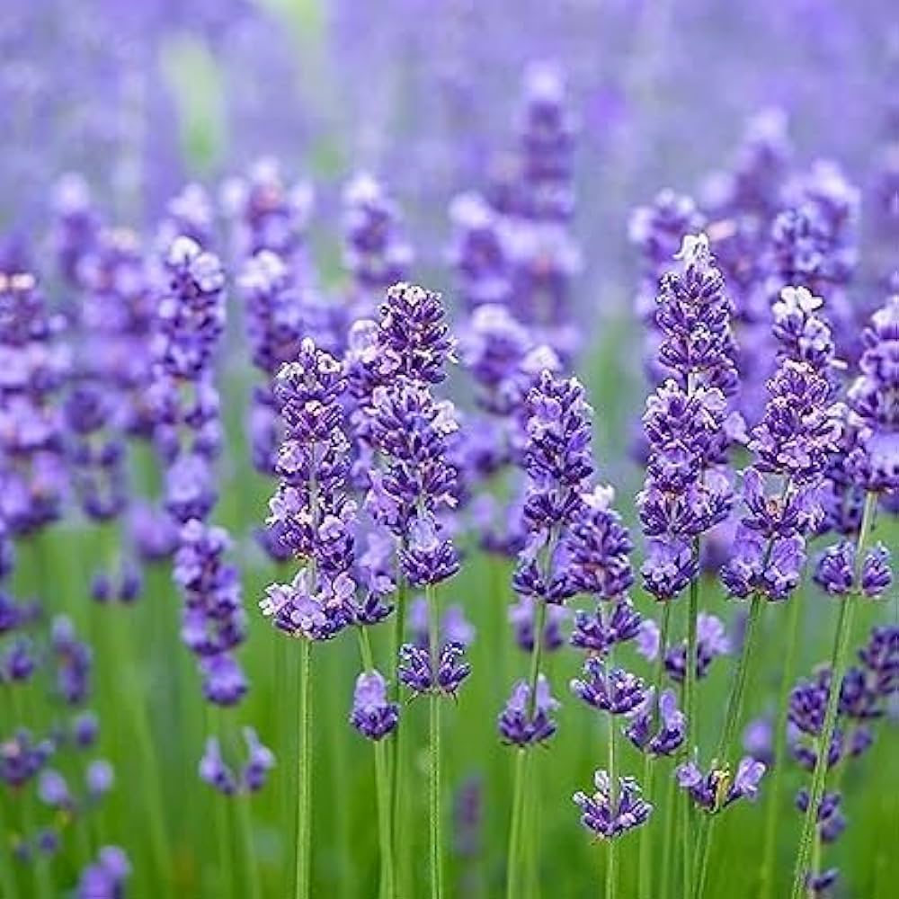 Provence Lavender Violet Flower seeds for Planting - Pollinator Friendly, Heirloom & GMO Free Seeds for Home Garden