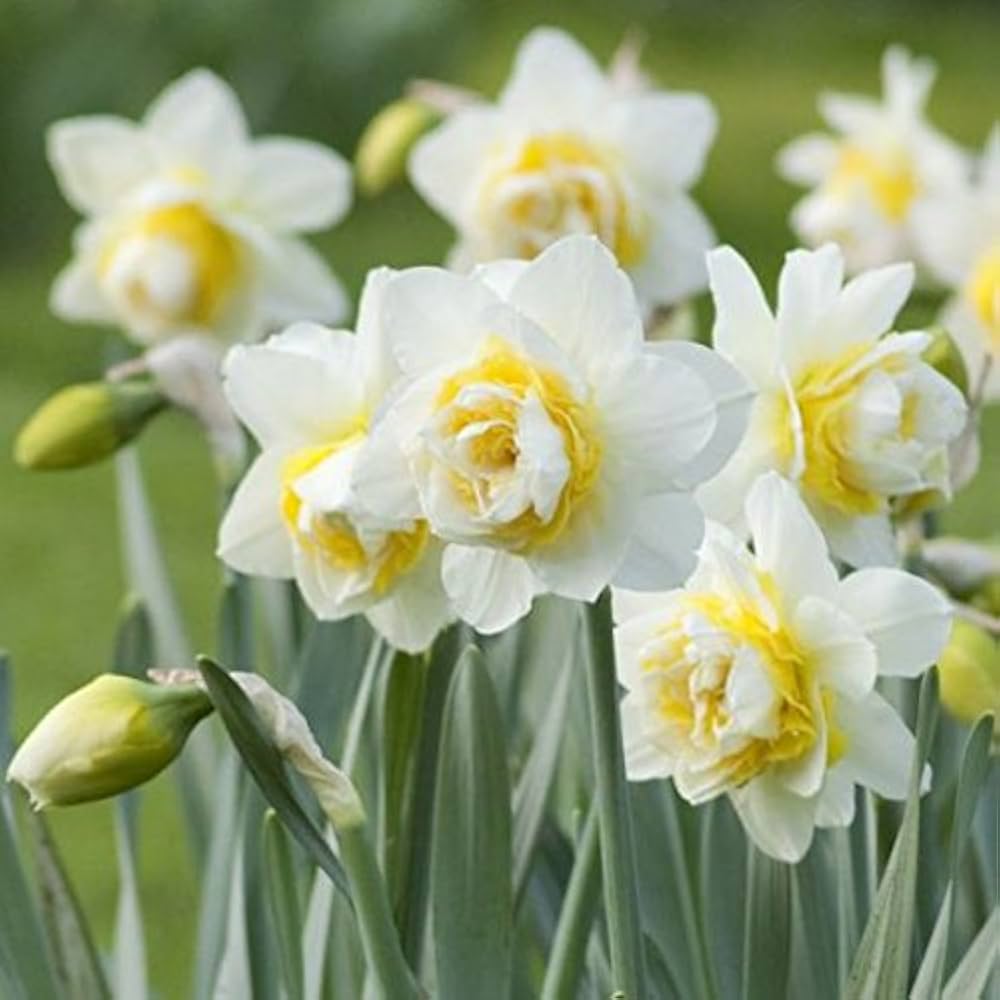 White Yellow Double Narcissus Flower Seeds for Planting Premium Quality Heirloom & GMO Free Seeds for Home Garden
Sale