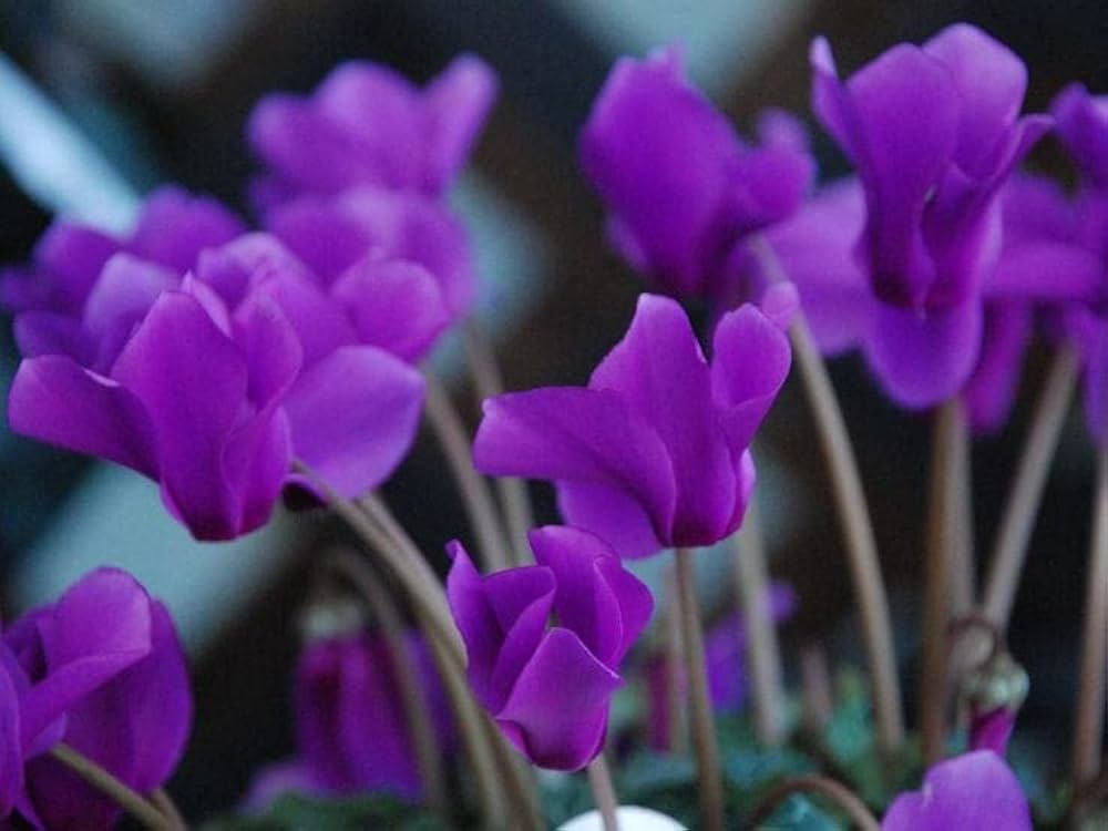 Purple Cyclamen Flower seeds blooming in flower beds, containers, borders, and pollinator-friendly gardens