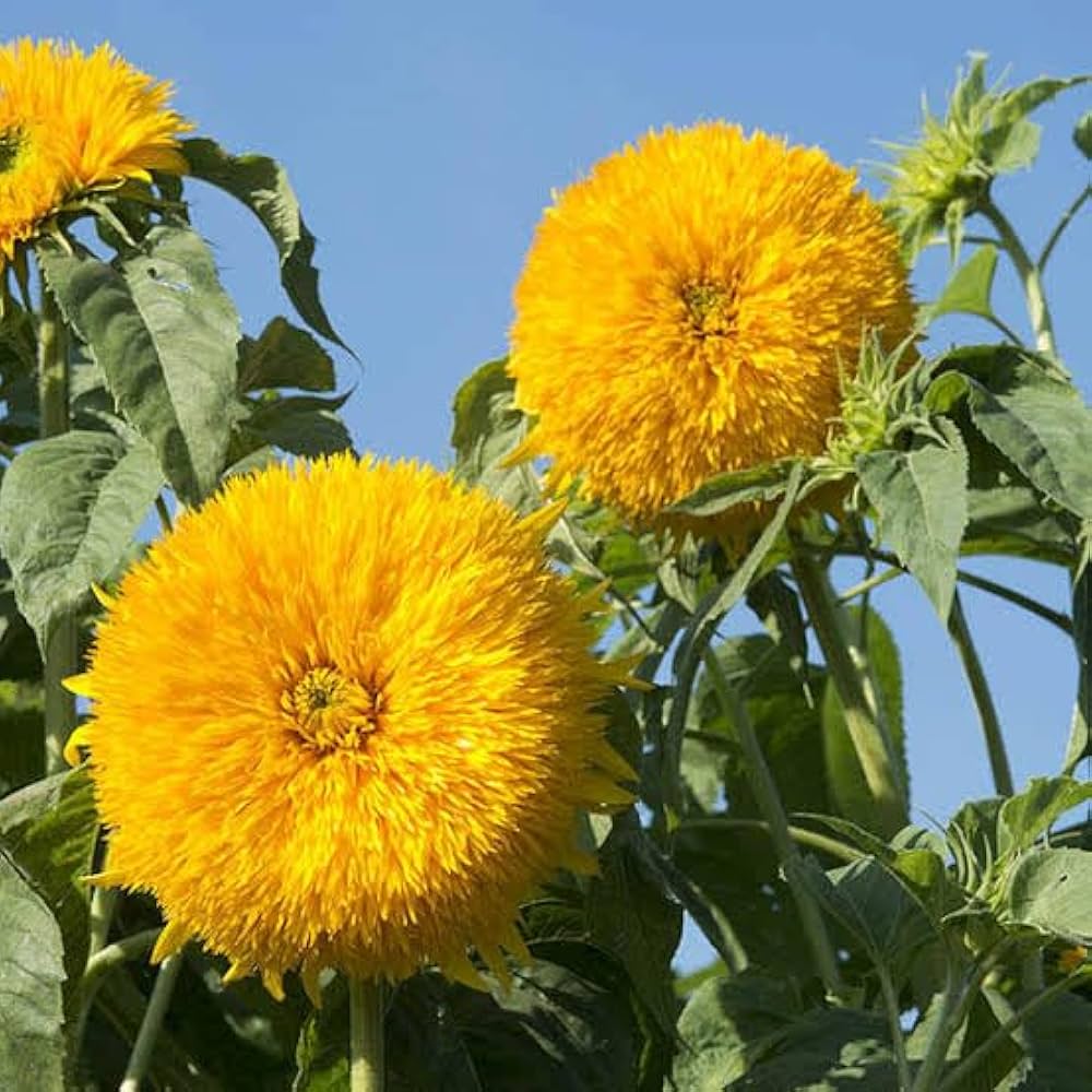 Yellow Teddy Sunflower Flower seeds for Planting - Bright Blooms, Heirloom & GMO Free Seeds for Home Garden