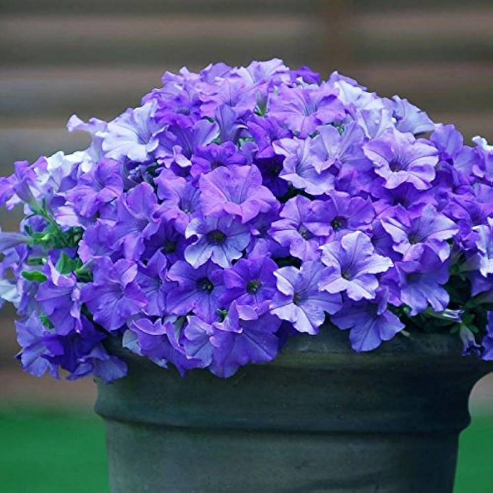 Pelletized Logro Floribunda Blue Petunia Seeds for Vibrant Garden Blooms