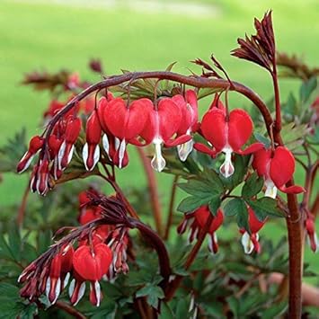Red Bleeding Heart Flower seeds blooming in flower beds, containers, borders, and pollinator-friendly gardens