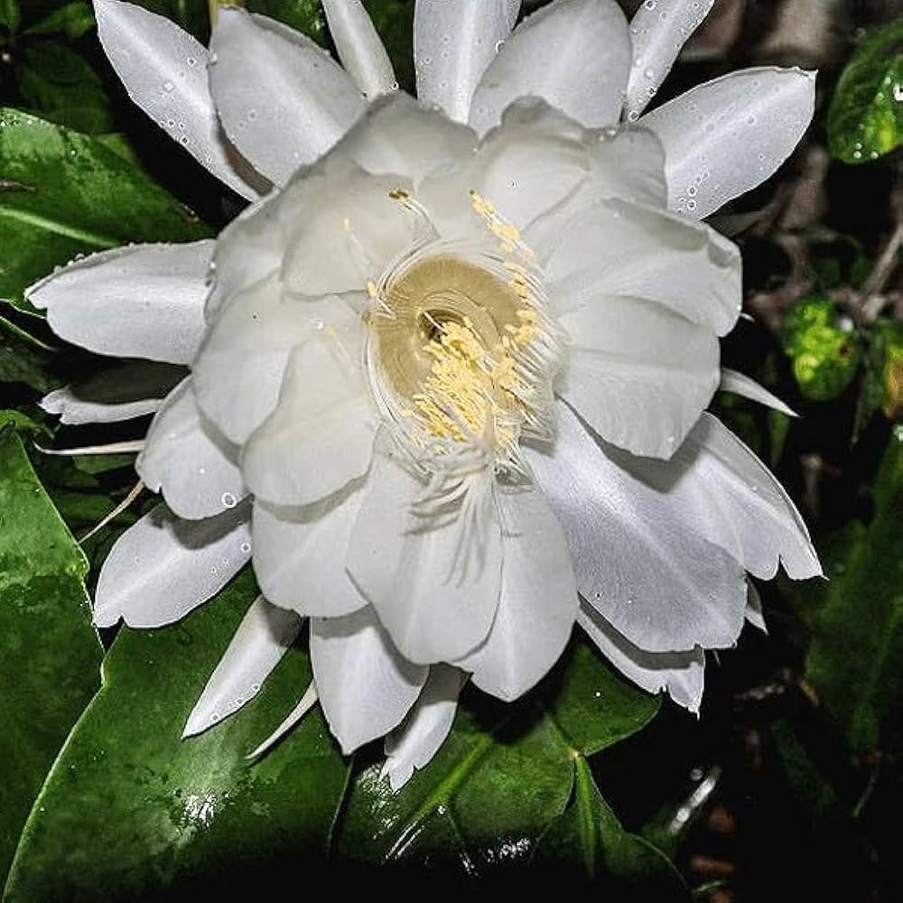 Epiphyllum Oxypetalum White Flower Seeds for Planting