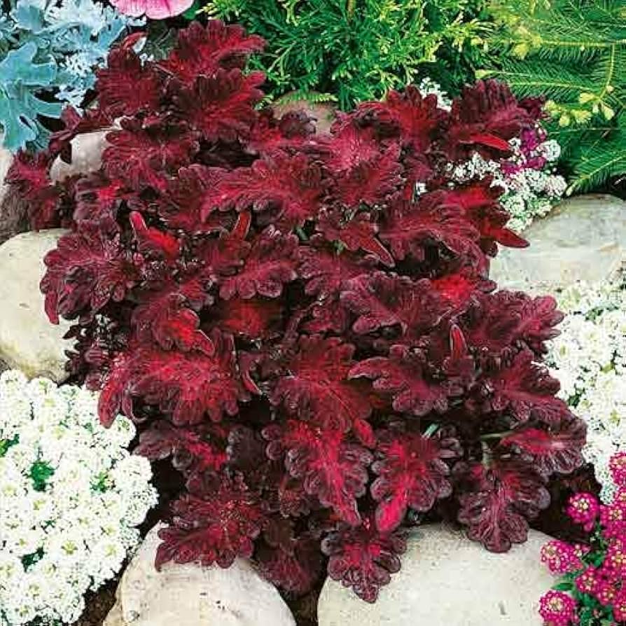 Rainbow Dragon Coleus Coleus blumei Seeds for Planting in Container Garden