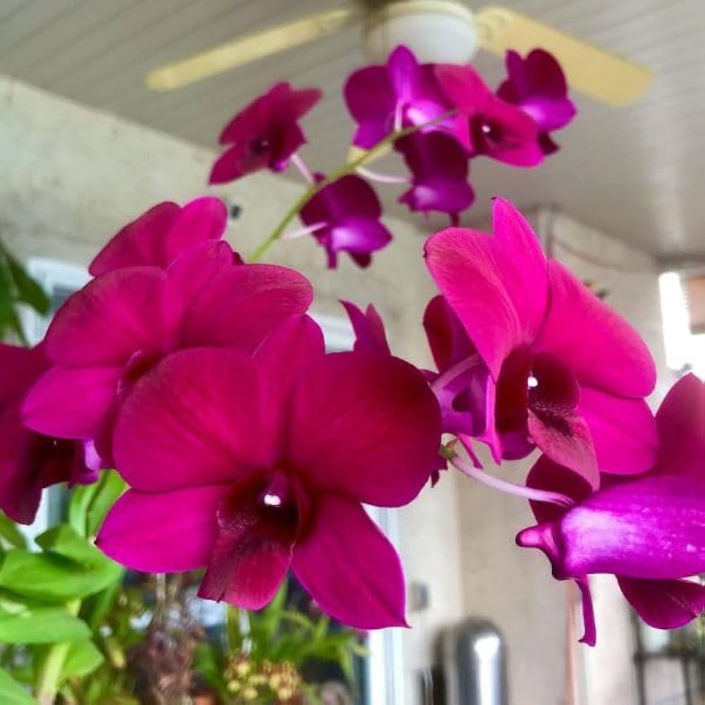 Red Butterfly Orchid Flower seeds for Planting - Bright Blooms, Heirloom & GMO Free Seeds for Home Garden