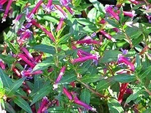 Cuphea Ignea Rose for planting in flower bed