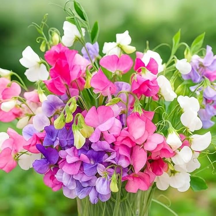 Heirloom Pea Flower seeds blooming in flower beds, containers, borders, and pollinator-friendly gardens