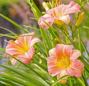 Light Purple Tulip Flower Seeds for Planting Garden Favorite Heirloom & GMO Free Seeds for Home Garden
Sale for planting in home garden