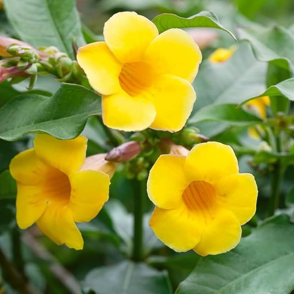 Allamanda Flower seeds for Planting Fragrant Blossoms Heirloom & GMO Free Seeds for Home Garden