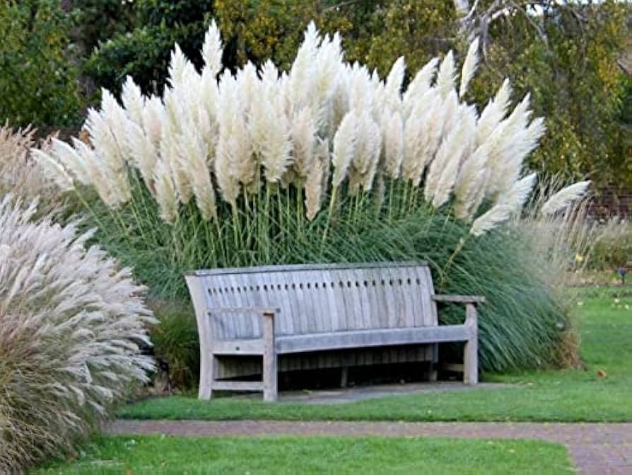 Lamp Beads Grass Melica ciliata Seeds for Planting in Garden
