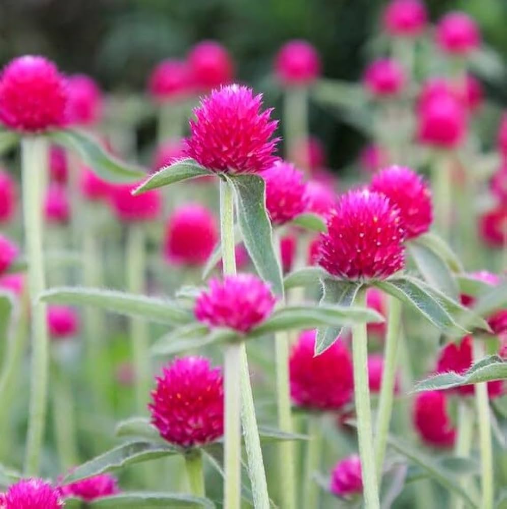 Gomphrena Haageana Seeds for Planting in Flower Bed & Garden
