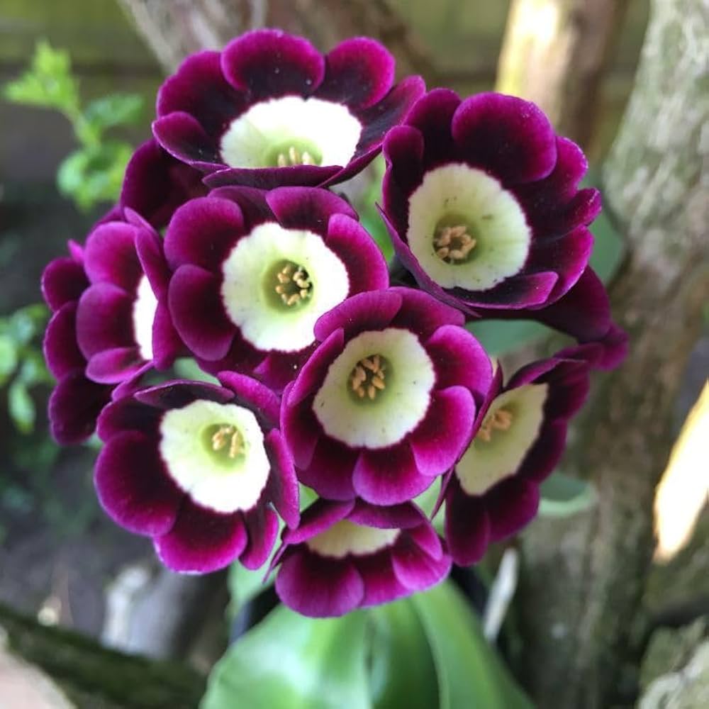 Red Purple Primrose Flower Seeds for Planting Seeds for Vibrant Garden Blooms, Perfect for Adding Colorful Charm