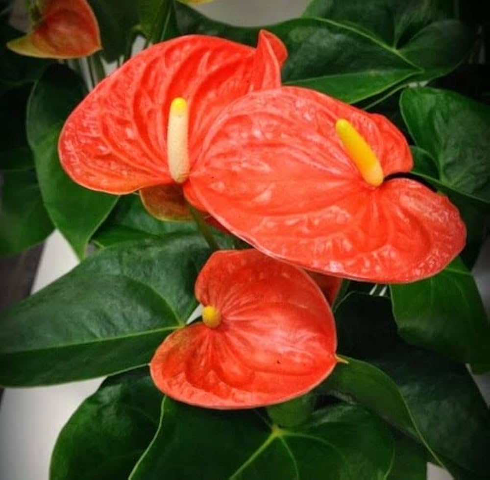 Anthurium Orange Blue Flower seeds for Planting - Pollinator Friendly, Heirloom & GMO Free Seeds for Home Garden