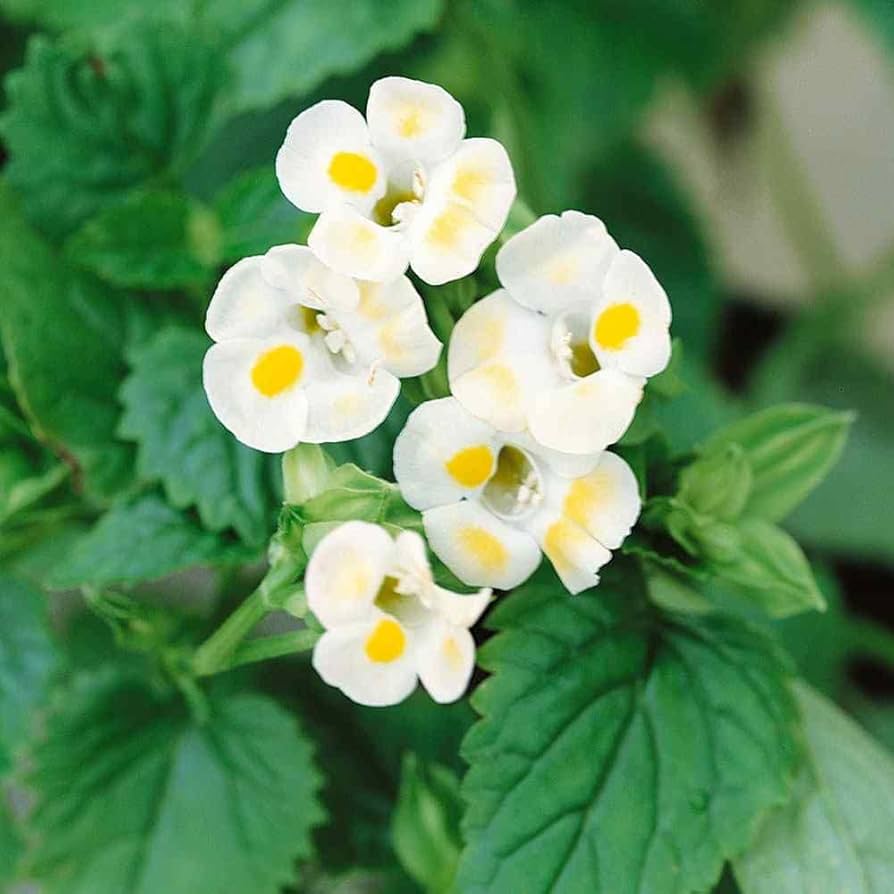 Torenia Semi Kauai Lemon Drop Seeds