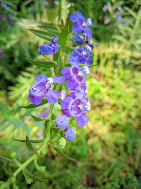 Angelonia Flower Seeds Angelonia for Planting in Flower Bed & Garden