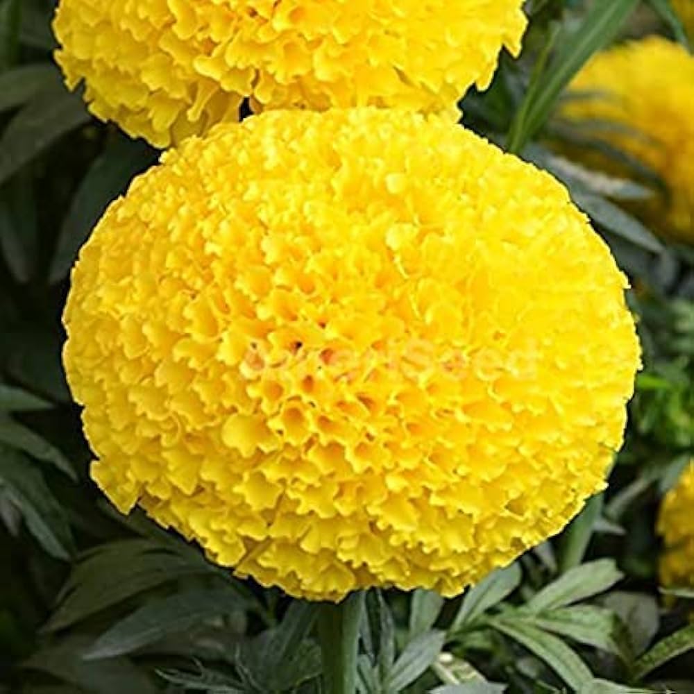 Helenium Hoopesi Golden Seeds for Planting flower bed