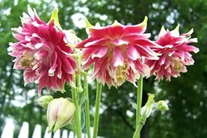 Nora Barlow Columbine Seeds for Elegant, Double Blooms