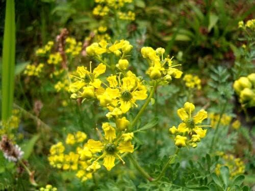 Yellow Rue Herb of Grace Seeds for Aromatic Herb Gardens