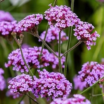 Multi-Color Verbena Flower seeds blooming in flower beds, containers, borders, and pollinator-friendly gardens
