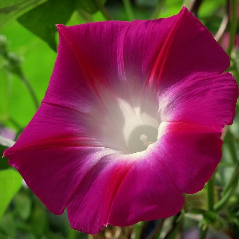New Guinea Impatiens Divine Pink Seeds for Lush Shaded Planting