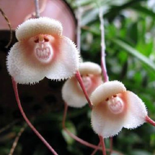 White Monkey Face Orchid Flower seeds for Planting - Fragrant Blossoms, Heirloom & GMO Free Seeds for Home Garden