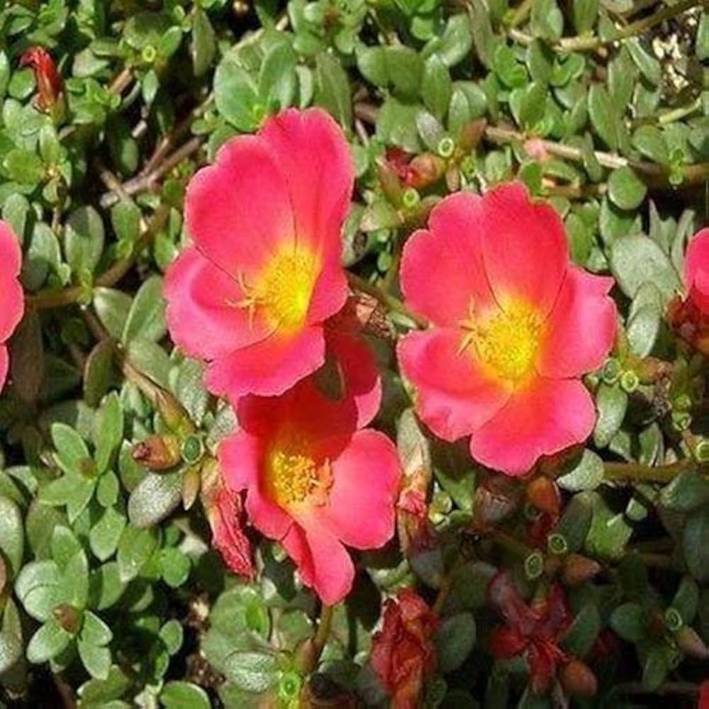 Portulak Rock Ruby Tuesday Seeds for Colorful, Nutritious Greens growing in home gardens, containers, raised beds, and outdoor landscapes