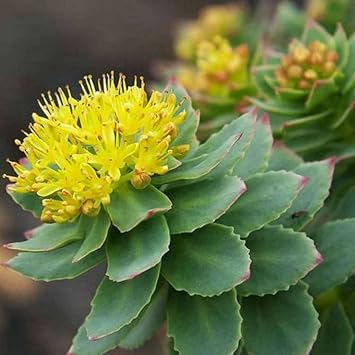 Rhodiola Rosea Flower seeds for Planting Easy to Grow Heirloom & GMO Free Seeds for Home Garden
Sale for planting in home garden