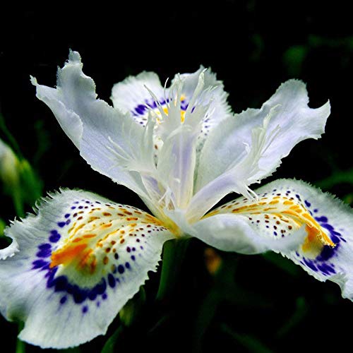 Mixed Color Iris Iris germanica Seeds for Planting in Bonsai Garden and Urban Flower Bed