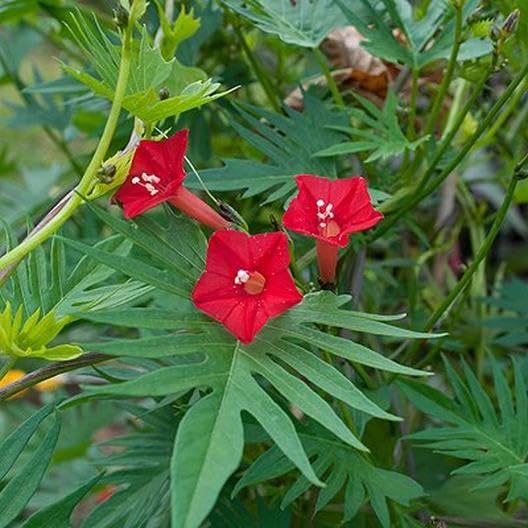 Red Cardinal Climber Flower seeds blooming in flower beds, containers, borders, and pollinator-friendly gardens