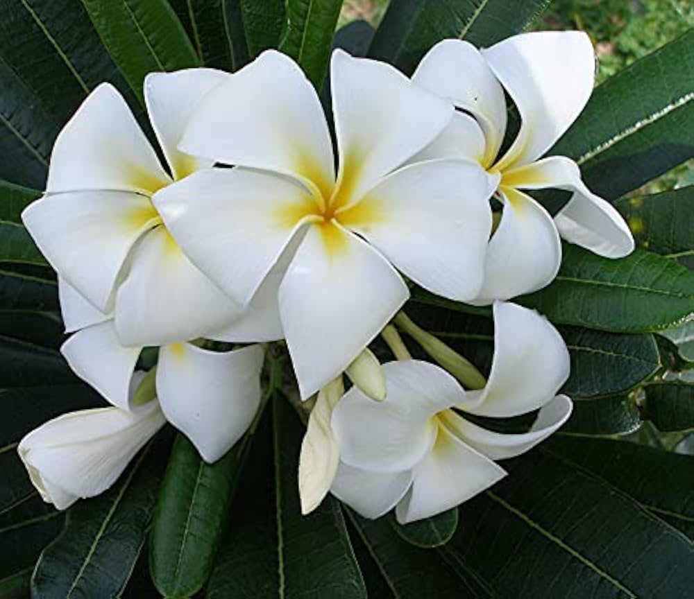 White Egg Flower seeds for Planting - Low Maintenance, Heirloom & GMO Free Seeds for Home Garden
Sale