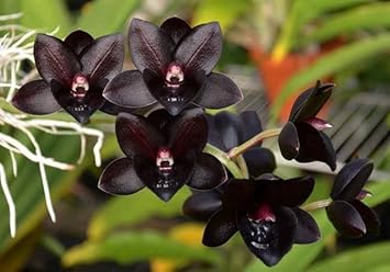 Black Monkey Face Orchid Flower seeds for Planting - Pollinator Friendly, Heirloom & GMO Free Seeds for Home Garden
Sale for planting in home garden