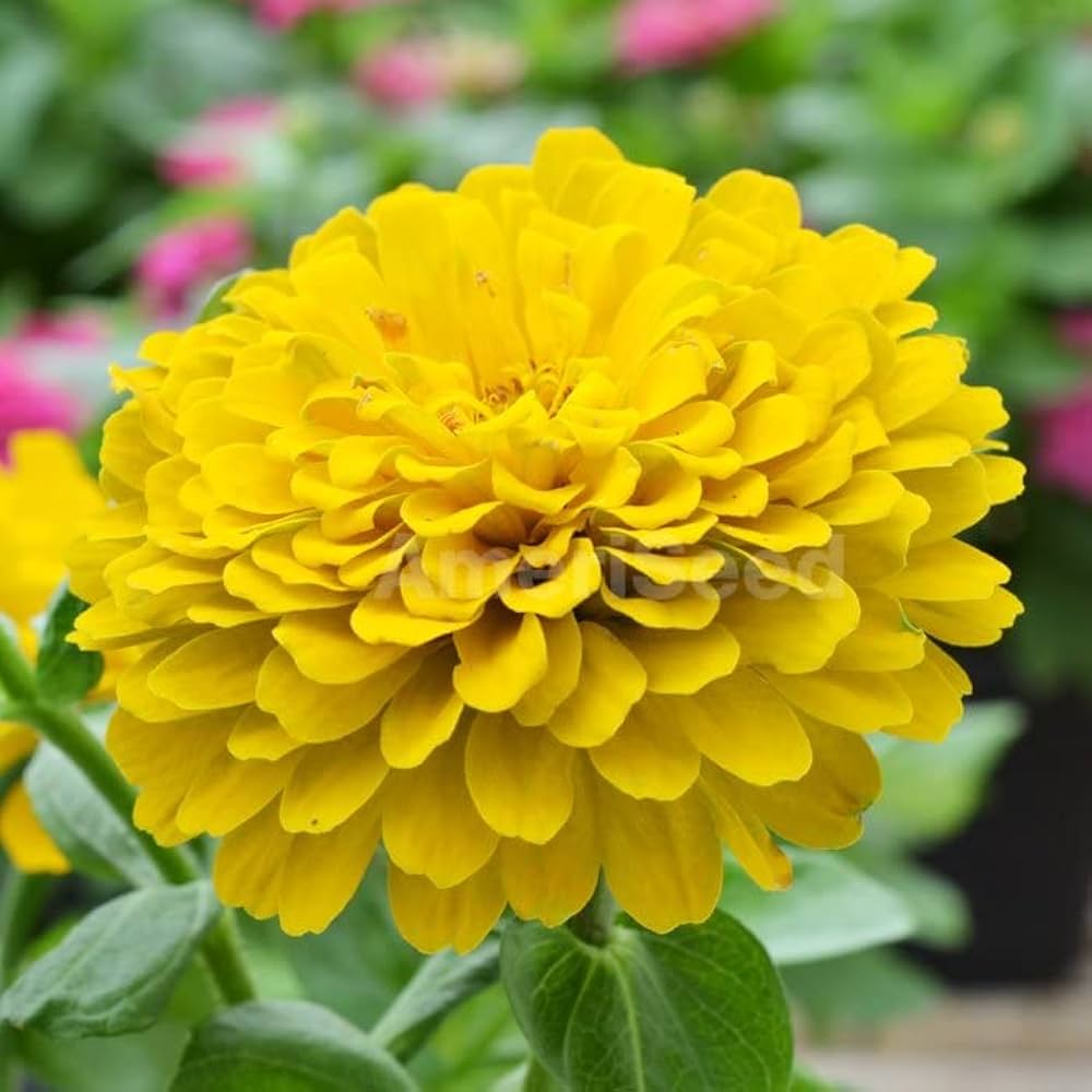 Canary Zinnia Flower seeds for Planting - Vibrant Colors, Heirloom & GMO Free Seeds for Home Garden
Sale for planting in home garden.