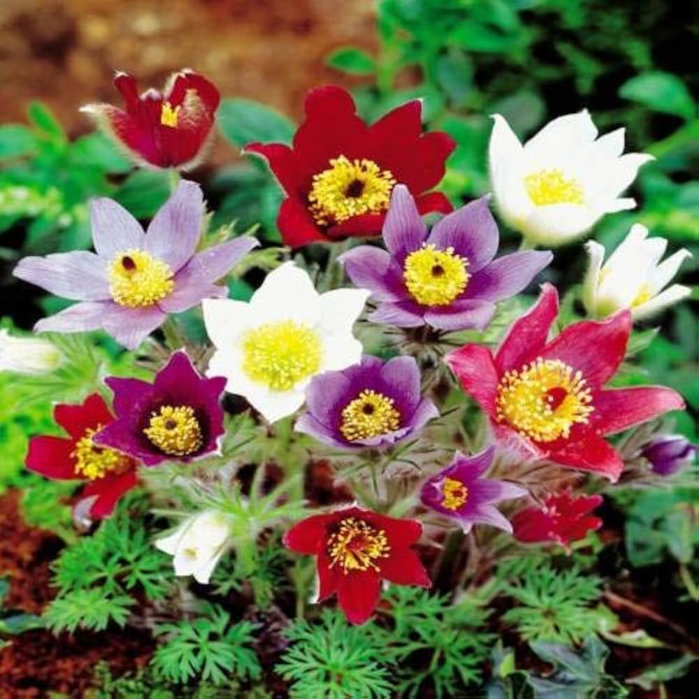 Mix Pulsatilla Pasque Flower seeds for Planting - Fragrant Blossoms, Heirloom & GMO Free Seeds for Home Garden
Sale seeds for planting in home garden