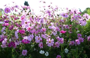 Cosmos Sensation Flower seeds for Planting - Premium Quality, Heirloom & GMO Free Seeds for Home Garden
Sale seeds for home garden