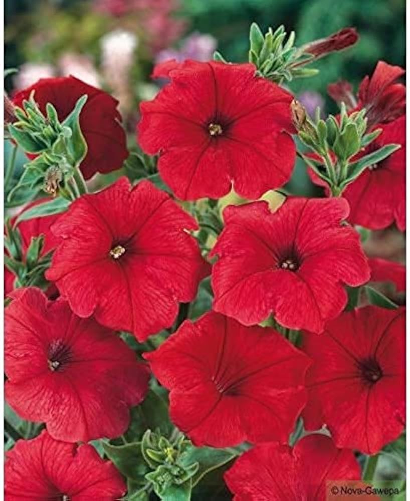 Pelleted Seeds Logro Red Petunia Large Flowers