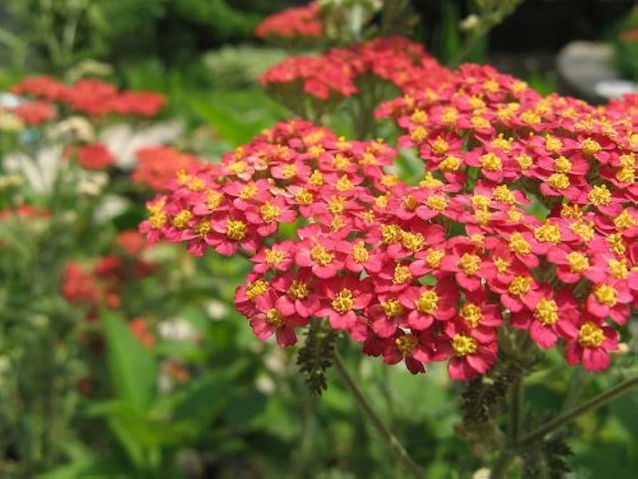 Red Yarrow Achillea millefolium Seeds for Planting wildflower bee butterfly garden