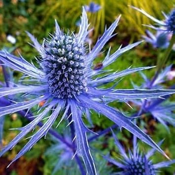 Blue Eryngium Flower seeds for Planting - Perfect for Borders, Heirloom & GMO Free Seeds for Home Garden
Sale for planting in home garden.