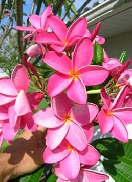 Dark Pink Frangipani Flower seeds for Planting - Cottage Garden Essential, Heirloom & GMO Free Seeds for Home Garden
Sale for planting in home garden.