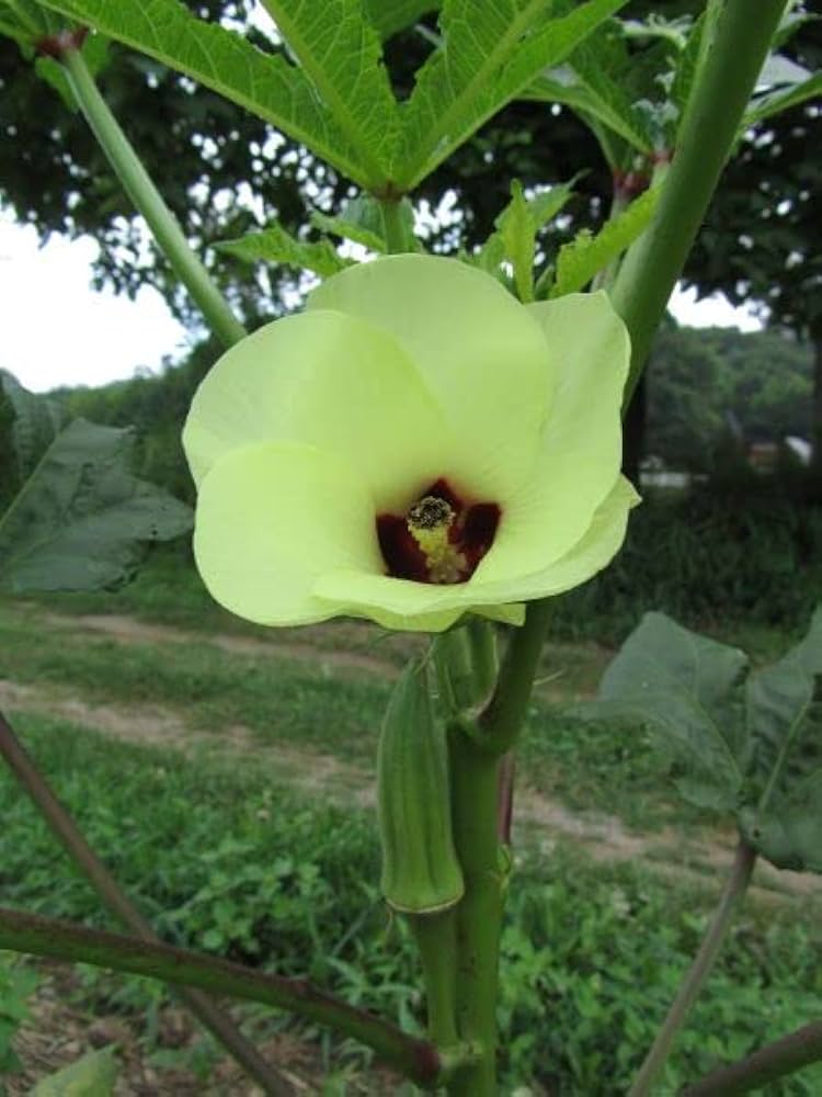 Clemson Spineless Okra Seeds for Easy-to-Grow Okra