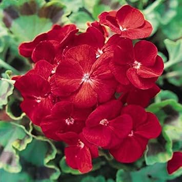 Deep Red Geranium Flower seeds blooming in flower beds, containers, borders, and pollinator-friendly gardens