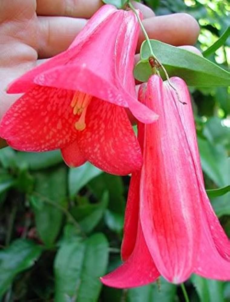 Rare Chilean Bellflower Seeds, Evergreen, DIY Garden Flower Plant
