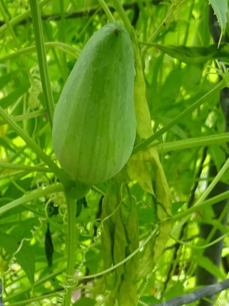 Cyclanthera Pedata Seeds for Planting Cyclanthera pedata for vegetable patches and climbing gardens