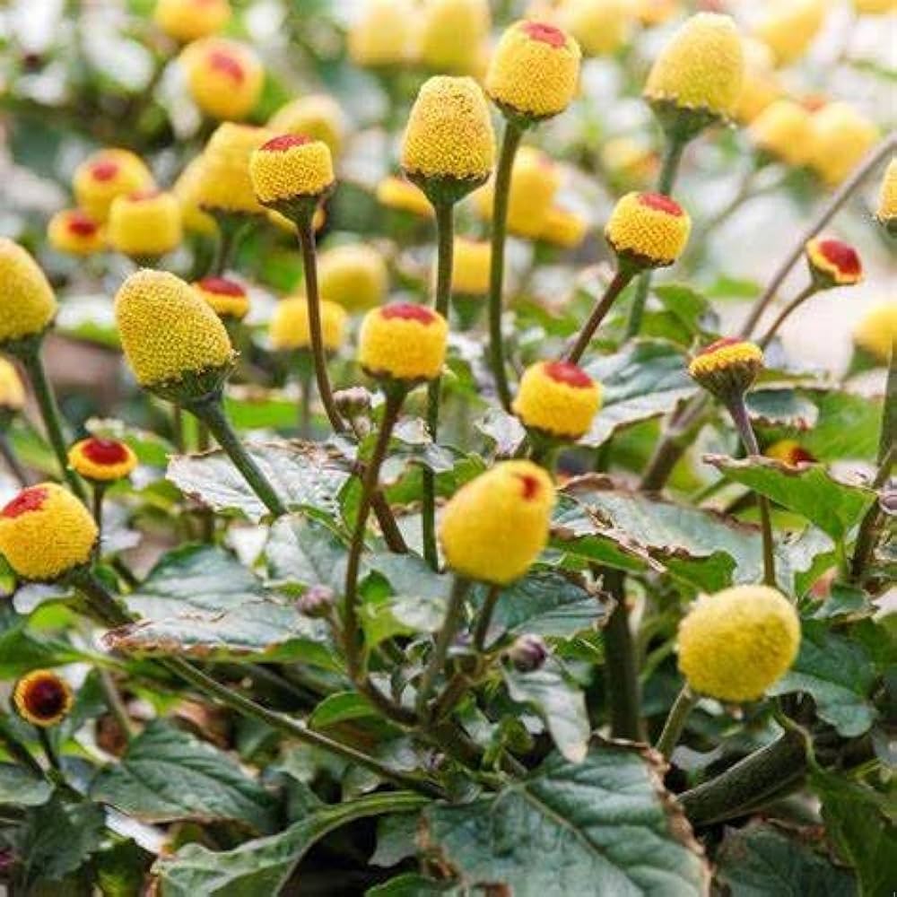Acmella Oleracea Flower seeds for Planting - Cut Flower Favorite, Heirloom & GMO Free Seeds for Home Garden